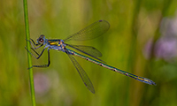 Emerald Damselfly